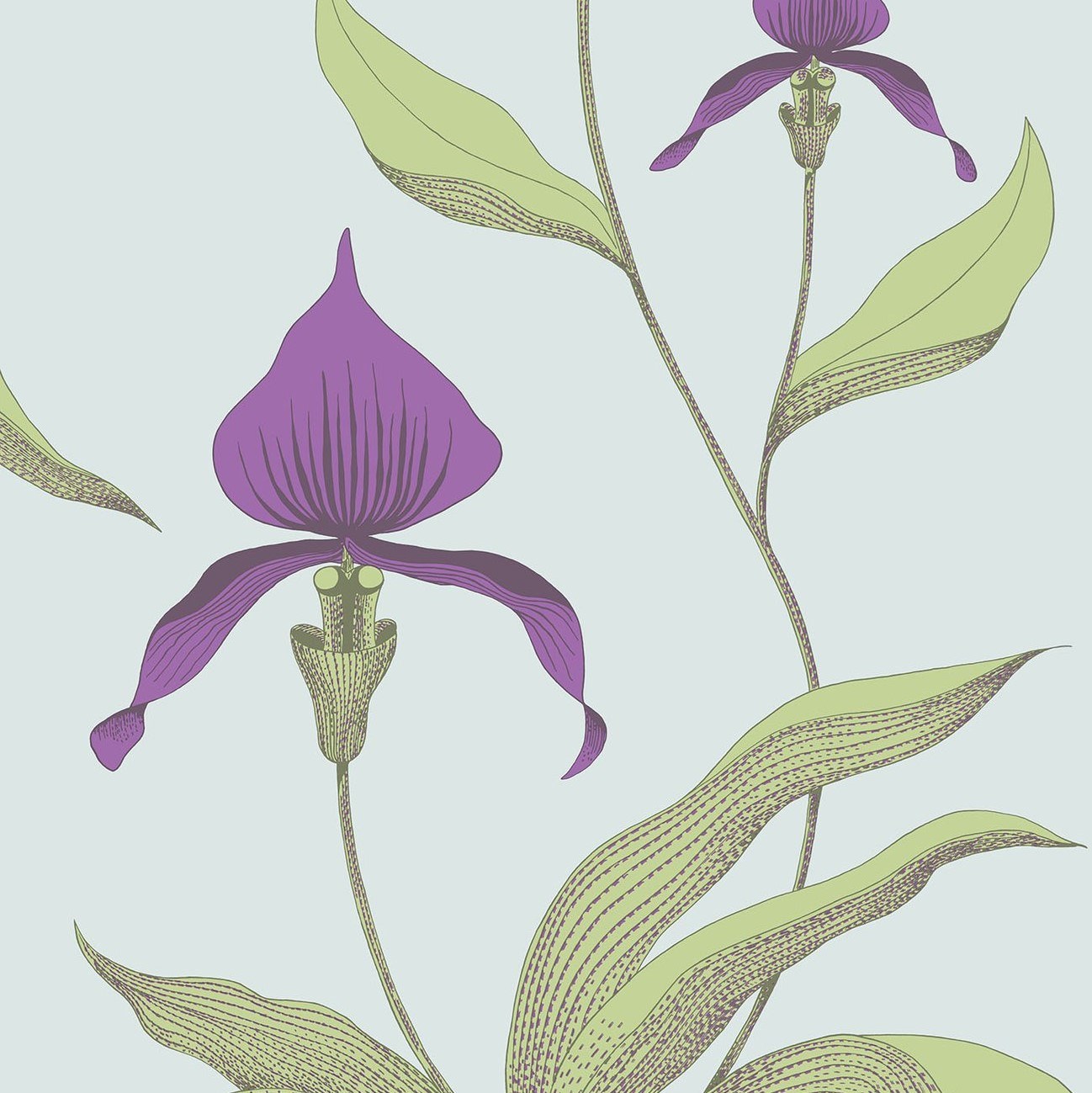 Wallpaper Orchid